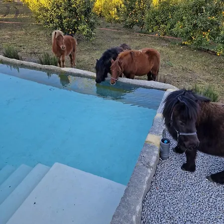 Lemon Grove With Private Pool - Oporto Lemon Farm, Near Porto Feriehus Valpedre