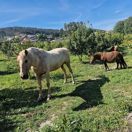 Lemon Grove With Private Pool - Oporto Lemon Farm, Near Porto