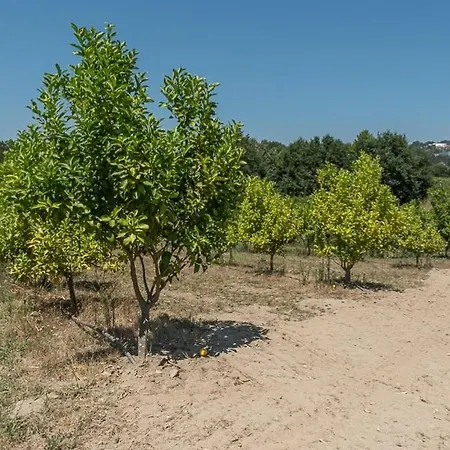 Lemon Grove With Private Pool - Oporto Lemon Farm, Near Porto * Valpedre